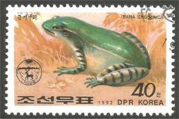 RP-8 Corée Grenouille Frog Rana Kikker Frosch - Kikkers