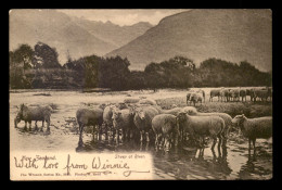 NOUVELLE-ZELANDE - SHEEP AT RIVER - MOUTONS - Nouvelle-Zélande