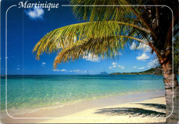 13-2-2024 (4 X 10) Martinique - Saint Anne (beach And Palm Trees) - Trees