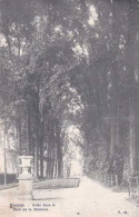 Nivelles - Allée Dans Le Parc De La Dodaine - Circulé En 1908 - TBE - Nivelles