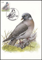 CM/MK° - Pigeon Ramier / Houtduif / Holztaube / Wood Pigeon / Columba Palumbus - Keerbergen - 02-04-2005 - BUZIN - Piccioni & Colombe