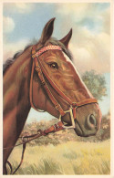 ARTS - Peintures Et Tableaux - Un Cheval Dans La Prairie - Carte Postale Ancienne - Peintures & Tableaux