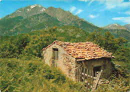 FRANCE - La Corse  Oasis De Beauté - Dominant La Forêt - Le Monte D'Oro - Carte Postale - Sonstige & Ohne Zuordnung