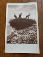 Photocarte  Nid Avec Cigognes De La Rue Frédéric Flurer Enlevé En 1926 - Sarre-Union