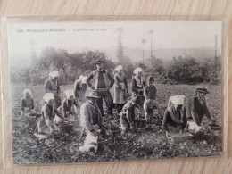 Plougastel Daoulas , Cueillette Des Fraises - Plougastel-Daoulas