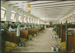 Apeldoorn Paleis Het Loo - Koninklijke Stallen 1906-1910 - Horses, Paarden - Apeldoorn