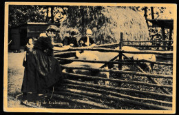 Op De Veluwe Bij De Krulstaarten - Varkens - Boerderij - Farm 1951 - Ede