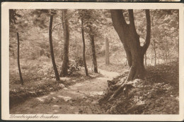 Domburg Rond 1917 - Domburgsche Bosschen - Domburg