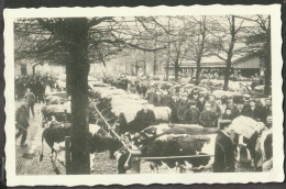 Leeuwarden - Veemarkt.  Koeien En Handelaren Poseren Voor De Foto - Leeuwarden