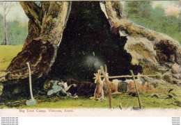 AUSTRALIE  Big Tree Camp VICTORIA  ................ Arbre Géant Servant D'Abri De Chasse - Sonstige & Ohne Zuordnung