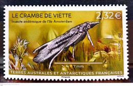 2024-01- TAAF- SFAT-  INSECT CRAMBE DE VIETTE        1V      MNH** - Unused Stamps