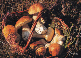 Cèpes De Bordeaux  Photo Francis DEBAISIEUX - Funghi