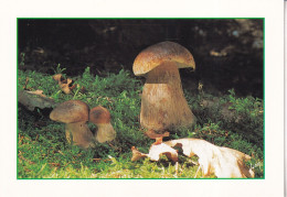 Cèpes - Paddestoelen