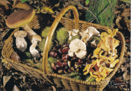 Un Panier D'automne : Cèpes..... Photo Francis DEBAISIEUX - Paddestoelen