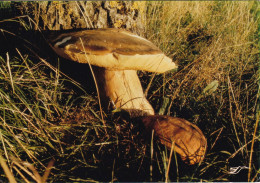 Le Cèpe De Corrèze - Funghi