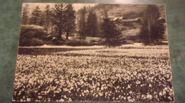 BRIANCON NEVACHE  ET SES CHAMPS NARCISSES  Voyagée En 1945  FRANCOU - Other & Unclassified