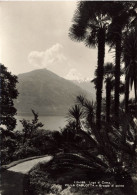 ITALIE - Lago Di Como - Villa Carlotta - Gruppo Di Palme - Carte Postale - Como