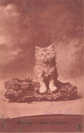 ANIMAUX & FAUNE - CHATS - Chat Seul - Exilé Sur La Terre étrangère - Carte Postale Ancienne - Cats