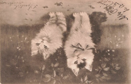 ANIMAUX & FAUNE - Chats - Deux Chats Seuls - Carte Postale Ancienne - Katzen