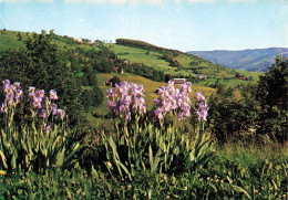 FRANCE - Munster - Vallée De Munster - Hohrodberg - L'Alsace Pittoresque - Colorisé - Carte Postale - Munster