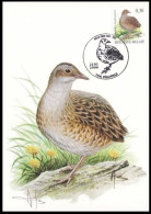 CM/MK° - Râle Des Genêts/Kwartelkoning/Wachtelkönig/Corncrake/Crex Crex - Péruwelz - 21-01-2006 - BUZIN - SIGNÉ/GETEKEND - Aves Gruiformes (Grullas)