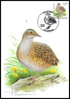 CM/MK° - Râle Des Genêts/Kwartelkoning/Wachtelkönig/Corncrake/Crex Crex - Péruwelz - 21-01-2006 - BUZIN - SIGNÉ/GETEKEND - Aves Gruiformes (Grullas)