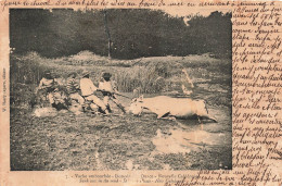 Nouvelle Calédonie - Vache Embourbée - Domaine De Ouaco - Animé - Carte Postale Ancienne - Neukaledonien