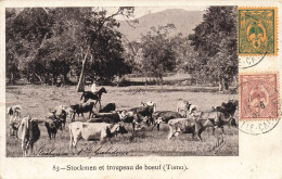 Nouvelle Calédonie -  Stockmen Et Troupeau De Boeuf - Tomo - Oblitéré 1907 - Carte Postale Ancienne - Neukaledonien