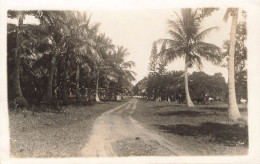 Nouvelle Calédonie -  Paysage Nouvelle Calédonie - Palmier - Carte Photo - Carte Postale Ancienne - Nouvelle-Calédonie