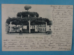 L'arbre De Macon-lez-Chimay - Momignies