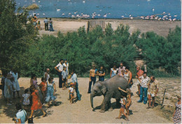 SIGEAN(ELEPHANT) - Sigean