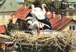 FRANCE - Cernay - Vue Sur Un Nid De Cigognes En Alsace - Colorisé - Carte Postale - Cernay