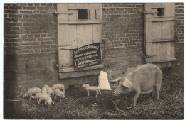 Baby Phosphate Vétérinaire, L. Carton à Beauval ( Somme ) / Cochon, Truie, Porcelets ... - Beauval