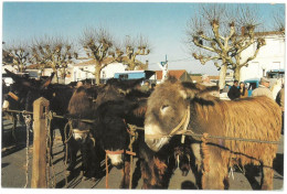 CP COULONGES SUR L'AUTIZE - Foire Aux Chevaux Et Baudets Du Poitou - ( Baudet - Ane - Anes ) - Coulonges-sur-l'Autize