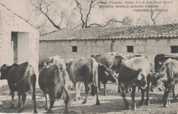 Mahon, Menorca, Modelo Ganado Vacuno Tomando El Fresco, Baleares, España - Menorca