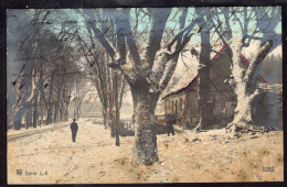 Argentina - 1905 - Trees And Winter Cabin - Glitter Decorated - Alberi