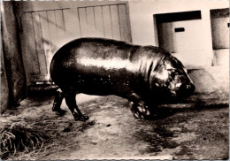 15-2-2024 (4 X 18) Transfusine - Black & White (posted In 1959) 135 - Hippopotame Nain (Liberia) / Dwarf Hippopotamus - Flusspferde