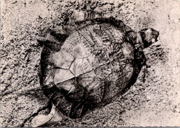 15-2-2024 (4 X 18) Transfusine - Black & White (posted In 1959) 113 - Tortue De Madagascar / Tortoise - Turtles