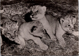 15-2-2024 (4 X 18) Transfusine - Black & White (posted ?) 116 - Lionceaux -(Young Or Baby Lions) - Lions