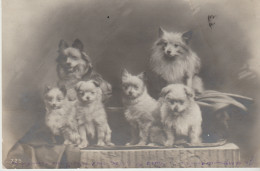 Groupe De CHIENS DE CIRQUE - Honden