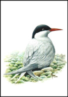 CM/MK Blanco** - 4306 - Sterne Arctique / Arctische Achtersteven / Arktisches Heck / Sterna Paradisaea - BUZIN - Gaviotas