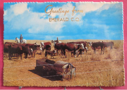 Australie - Queensland - Emerald - Mustering Beef Cattle - Joli Timbre - Other & Unclassified