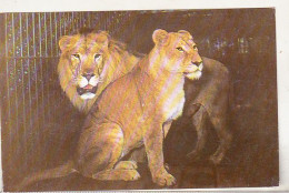 Romania Old Uncirculated Postcard - Animals - Lions - Lions