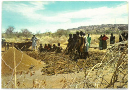 CPSM ETHIOPIA - EBARO - Crop And Threshing Of The Dura - Ethiopie