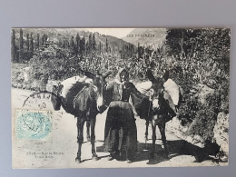 Les Pyrénées , Trois Amis , 2 ânes - Midi-Pyrénées