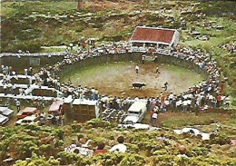 Portugal ** & Postal, Azores, Terceira Island, Apart From Bulls In The Woods, Ed. Comer (2255) - Taureaux