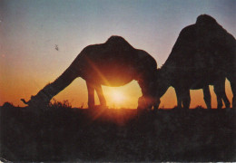 CPM - R - KOWEIT - CAMELS AND SUNSET OF KUWAIT - CHAMEAUX - Koeweit