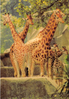 PARC ZOOLOGIQUE PARIS  GIRAFES - MUSEUM NATIONAL D HISTOIRE NATURELLE - Giraffes