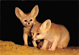 PARC ZOOLOGIQUE PARIS - FENNECS - MUSEUM NATIONAL D HISTOIRE NATURELLE - Tigri