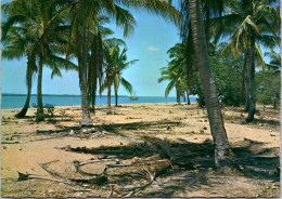 16-2-2024 (4 X 8) Australia - QLD - Palm Trees On Beach - Arbres